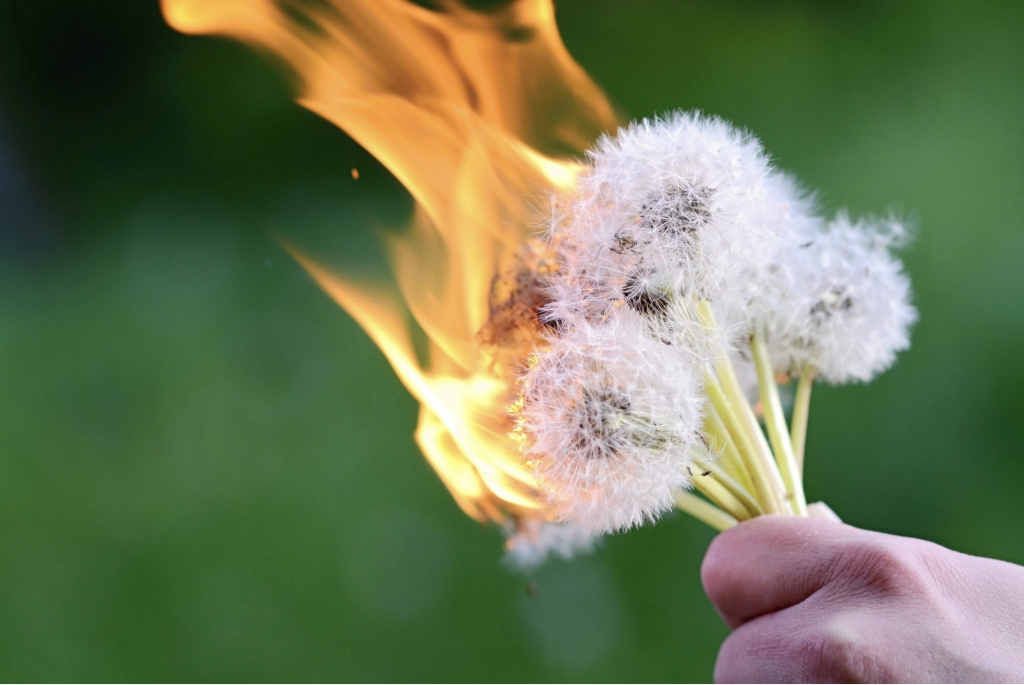 Blumen die Verbrennen, als Symbolik der Feuerbestattung